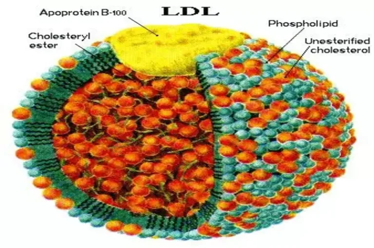 Apolipoprotein-B (ApoB)