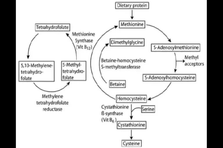 Homocysteine