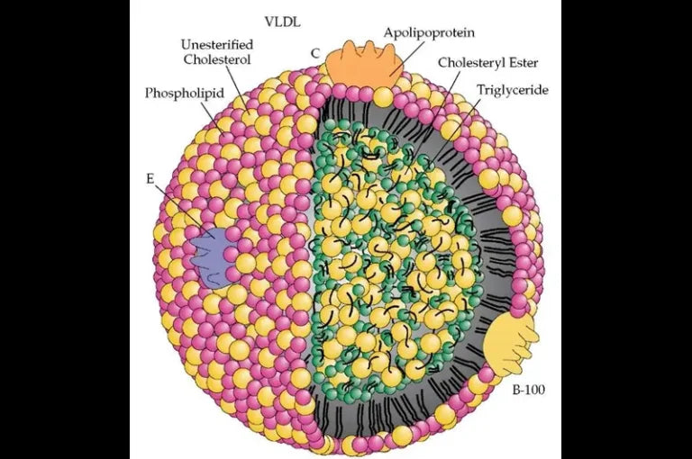LDL-Particle Number (LDL-P) Revolution Health & Wellness LDL-Particle Number (LDL-P) Revolution Health & Wellness
