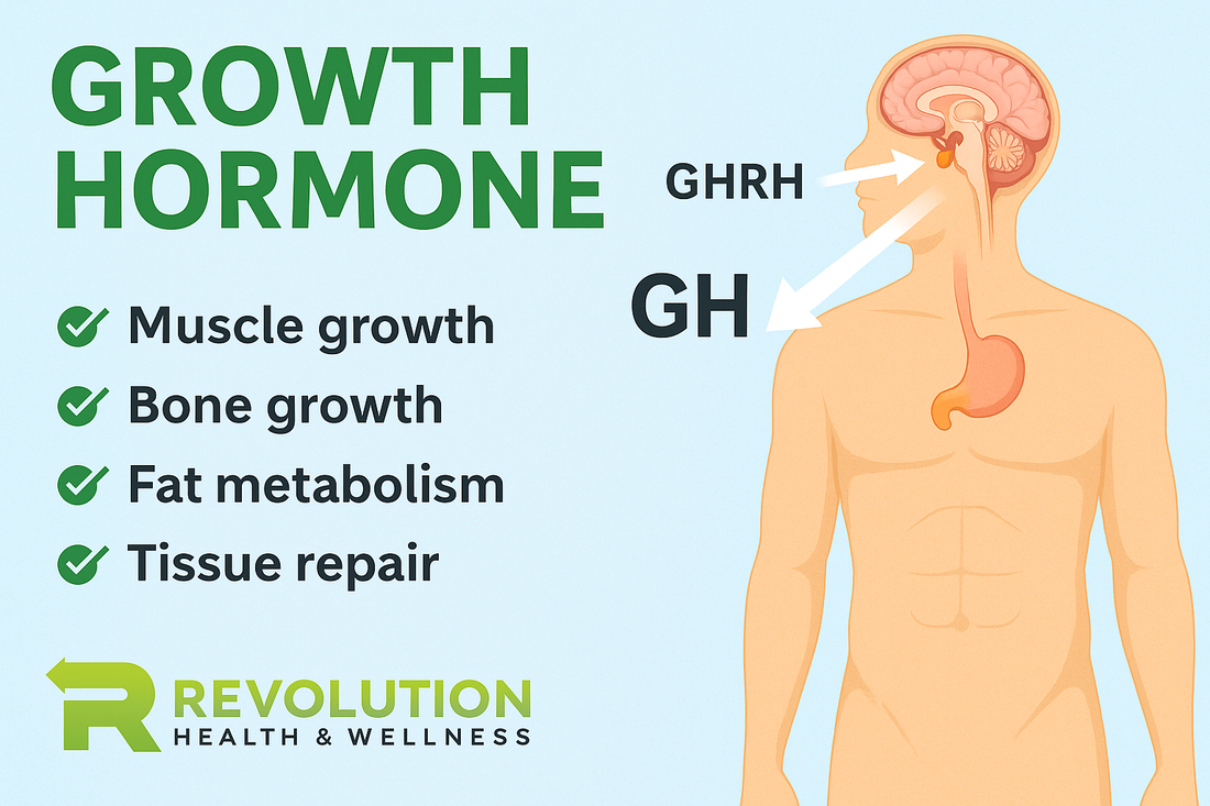 Growth Hormone Explained: Actions, Regulation, and Peptide-Based Optim Revolution Health & Wellness Growth Hormone Explained: Actions, Regulation, and Peptide-Based Optim Revolution Health & Wellness