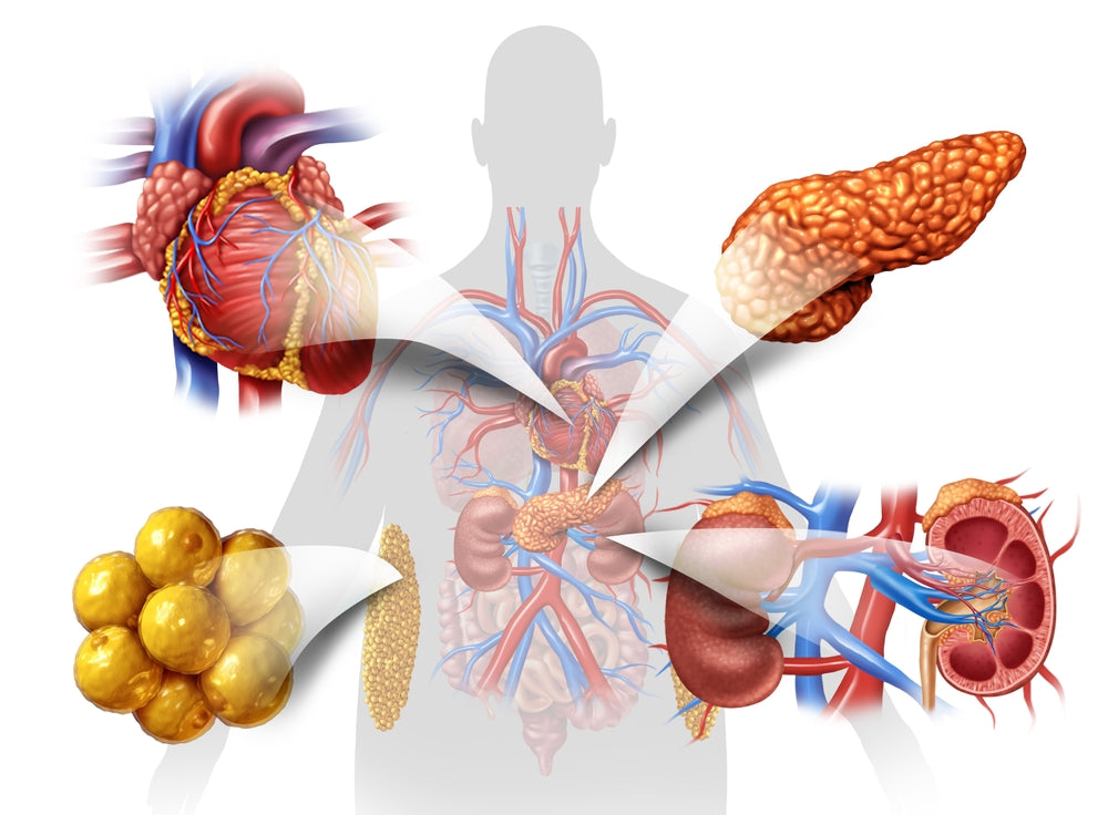 SLU-PP-332: The Oral Peptide That Mimics Exercise and Boosts Mitochondrial Health