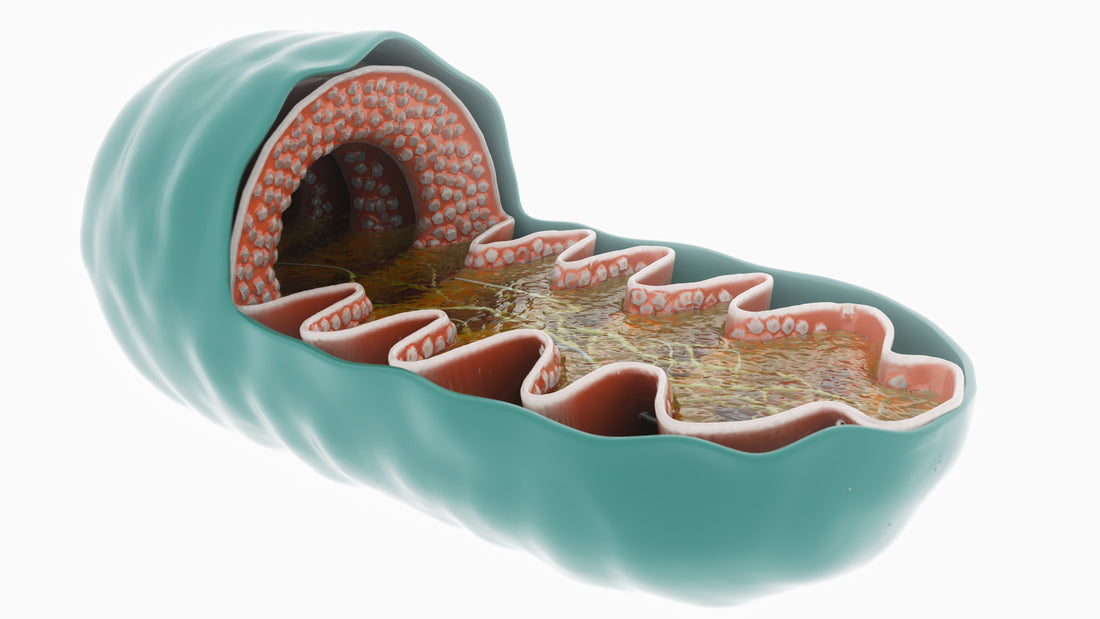 Peptide Therapy - MOTS-c