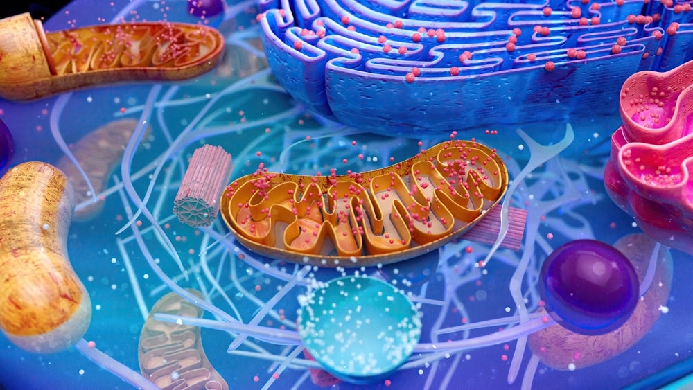 SS-31 Peptide: Mitochondrial Repair for Energy and Longevity