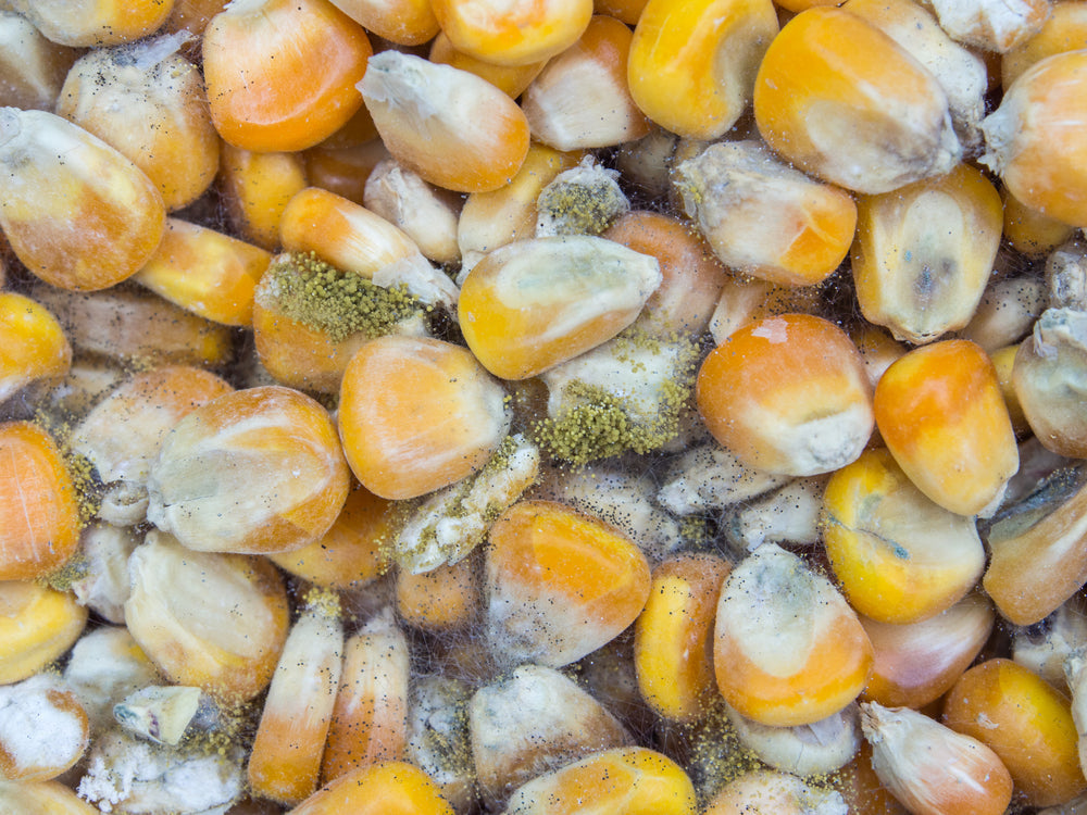 Mycotoxins Test for Mold Toxicity | Detox from Hidden Mold Exposure
