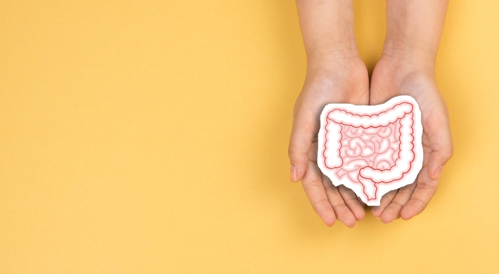 Gut Health Supplements