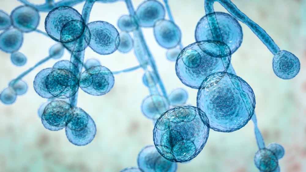Candida + IBS Test Panel in Tulsa, OK for Functional Integrative Medicine