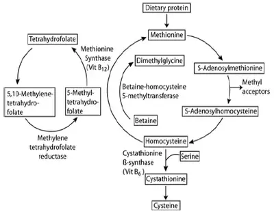 functional medicine methylation cycle