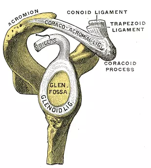 shoulder SLAP lesion tear prolotherapy PRP