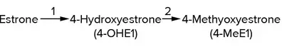 Estrogen Metabolism Pathway 4-Hydroxyestrone