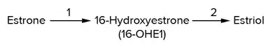 Estrogen Metabolism Pathway 16-Hydroxy Estriol