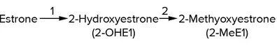 Estrogen Metabolism Pathway 2-hydroxy estrone