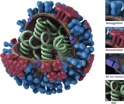 Influenza flu virus structure neuraminidase hemagglutinin HA NA