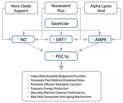 PGC1a Diagram to stimulate mitochondrial biogenesis