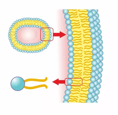 Omega-3 Index | Tulsa preventive cardiology