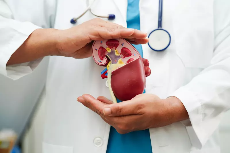 doctor holding a model of a kidney